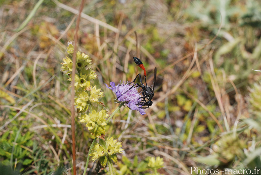 Ammophila sabulosa